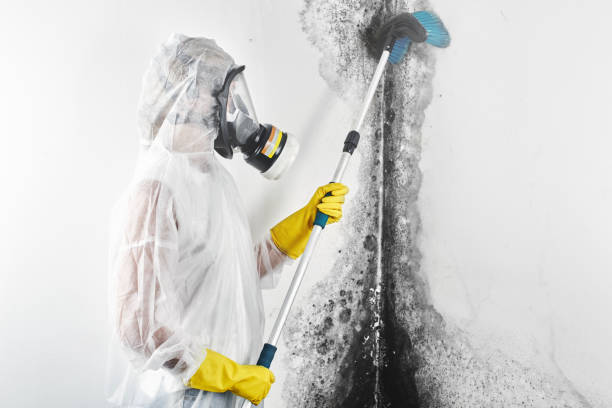 Best Industrial Mold Remediation  in Rio Rancho, NM