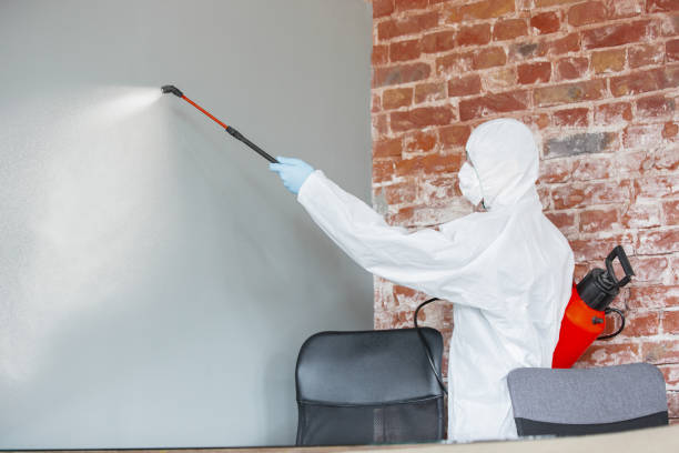 Best Basement Mold Removal  in Rio Rancho, NM